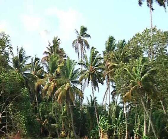 ভোটের হাওয়া: পাহাড়-জঙ্গলে ঘেরা ঈশ্বরের আপন দেশ ওয়েনাড় থেকে ভোটে লড়ছেন রাহুল গাঁধী, ঘুরে দেখলেন এবিপি আনন্দের প্রতিনিধি