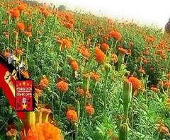 এবার কী চাইছে ঘাটালের মানুষ? তারকার চোখে তারকা কেন্দ্র, ঘুরে দেখলনে পরিচালক কমলেশ্বর মুখোপাধ্যায় 