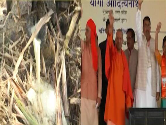 घंटी बजाओ: यूपी में गन्ना किसानों को भुगतान के दावे का सत्य परीक्षण करने के बाद सरकार का बयान, देखिए