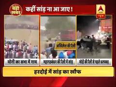 यूपी की राजनीति में अब सांड़ों की भी एंट्री, रैलियों से पहले सांड़ों की धर पकड़ जारी