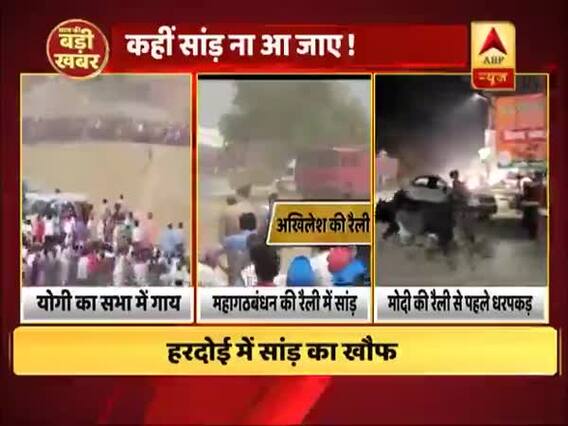 यूपी की राजनीति में अब सांड़ों की भी एंट्री, रैलियों से पहले सांड़ों की धर पकड़ जारी