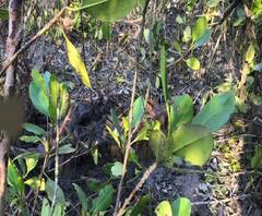 সুন্দরবনে উদ্ধার রয়াল বেঙ্গল টাইগারের পচাগলা দেহ