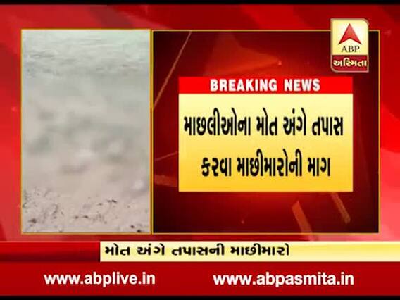પોરબંદર ચોપાટી પર મોટી સંખ્યામાં માછલીઓનાં મોત, જુઓ વીડિયો 