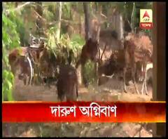 গরমে কাহিল বীরভূমের বল্লভপুর অভয়ারণ্যের হরিণরা, সুস্থ রাখতে চলছে বিশেষ পরিচর্যা, কার্যত পর্যটকশূন্য শান্তিনিকেতন ও সোনাঝুড়ি, ভিড় কম তারাপীঠেও
