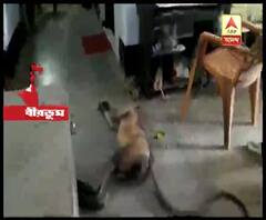 বীরভূমের সাঁইথিয়া থানায় পুলিশের চেয়ারে বসে ঘুম হনুমানের