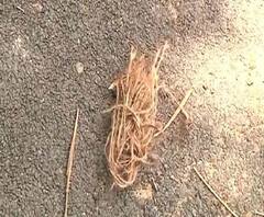 দত্তপুকুরে তৃণমূল কার্যালয়ের সামনে বোমাবাজি, গুলি চালানোর অভিযোগ বিজেপি আশ্রিত দুষ্কৃতীদের বিরুদ্ধে, পাল্টা অভিযোগ বিজেপিরও