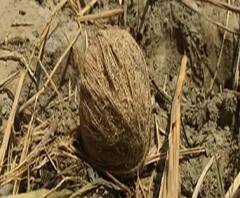 সাঁইথিয়ার কানাইপুরে তৃণমূলের গোষ্ঠীদ্বন্দ্বের অভিযোগ, এলাকায় বোমাবাজি