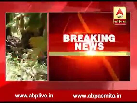 અમરેલીઃ જાફરાબાદ શહેરમાં ઘૂસેલી સિંહણનું સારવાર દરમિયાન મોત, જુઓ વીડિયો