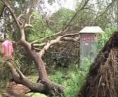 হলদিয়ায় সারারাত ঝড়ের তাণ্ডব, এলাকার একটা বড় অংশ বিদ্যুৎহীন, উপড়ে পড়া গাছ কেটে সরানোর কাজ চলছে