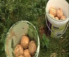 নিউটাউনে দু'ড্রাম ভর্তি বোমা উদ্ধার, আতঙ্ক ছড়ায় এলাকায়, নিষ্ক্রিয় করছে পুলিশ