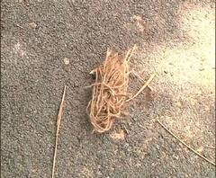 দত্তপুকুরে তৃণমূল কার্যালয়ের সামনে বোমাবাজি, বিজেপি-আশ্রিত দুষ্কৃতীদের বিরুদ্ধে গুলি চালানোর অভিযোগ