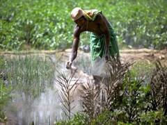 વડોદરામાં આવેલા GSFCના ગોડાઉનમાં એબીપી અસ્મિતાનું રિયાલિટી ચેક, જુઓ વીડિયો