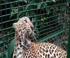 জলপাইগুড়ির বানারহাট থানার মরাঘাট চা বাগানে বন দফতরের পাতা ফাঁদে ধরা পড়ল পূর্ণবয়স্ক চিতাবাঘ