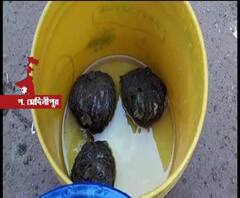 দাঁতনের একমালীপুরে তৃণমূল কর্মীর বাড়ি থেকে বোমা উদ্ধার, গ্রেফতার ২ তৃণমূল কর্মী