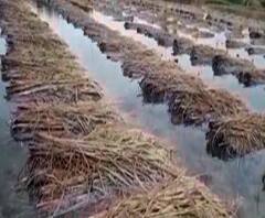 ফণীর প্রভাবে পশ্চিম মেদিনীপুরের নারায়ণগড়ে প্রবল বৃষ্টি, ছশো একরের বেশি ধানজমি জলের তলায়, মাথায় হাত কৃষকদের