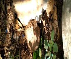 ভোট মিটতেই এলাকার রাশ হাতে রাখাকে কেন্দ্র করে তৃণমূলের গোষ্ঠীদ্বন্দ্বের জেরে উত্তপ্ত বীরভূমের নানুর