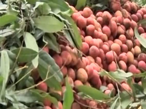 Malnourished children consuming unripe litchis vulnerable to AES, say doctors: Panchnama Full 