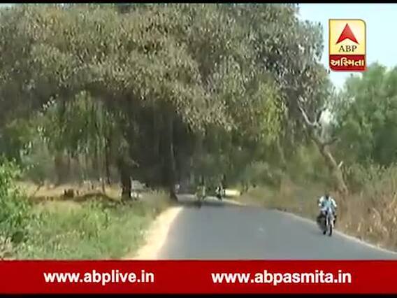 વડોદરાઃ વાઘોડિયા તવરા રોડ પર બાઈક સવાર પર ઝાડ પડતા મોત, જુઓ વીડિયો