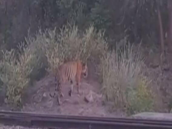 Meghdoot Aaya: Water crisis leads to death of several animals in Suhelwa Wildlife Sanctuary