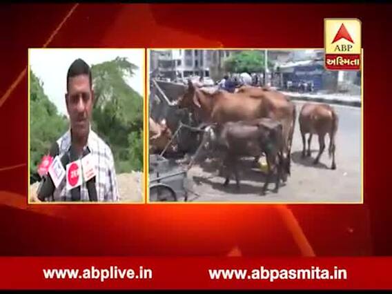 ઢોરના ત્રાસથી કોઇને ઇજા-નુકશાન થાય તો ઢોર માલિક જવાબદાર ગણાશે, જામનગર પાલિકાનું જાહેરનામુ, જુઓ વીડિયો