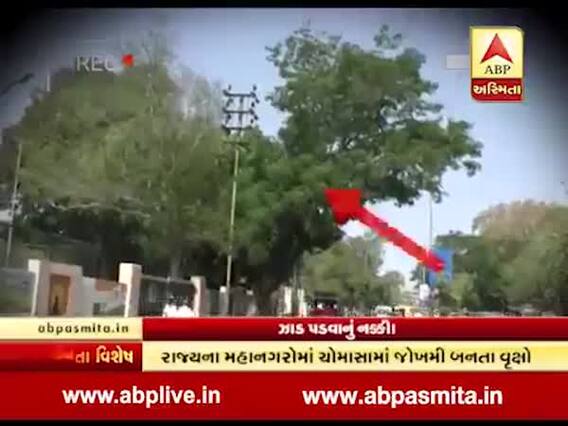 અસ્મિતા વિશેષઃ ઝાડ પડવાનું નક્કી