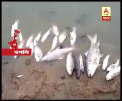 হুগলির পোলবায় বিজেপির বিরুদ্ধে তৃণমূল কর্মীর পুকুরে কীটনাশক মিশিয়ে মাছ মেরে ফেলার অভিযোগ