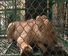 বেলঘরিয়া এক্সপ্রেসওয়ে থেকে উদ্ধার সিংহ শাবক ও ৩টি বিরল প্রজাতির বানর, গ্রেফতার আন্তর্জাতিক পশু পাচার চক্রের দুই পান্ডা সহ ৩