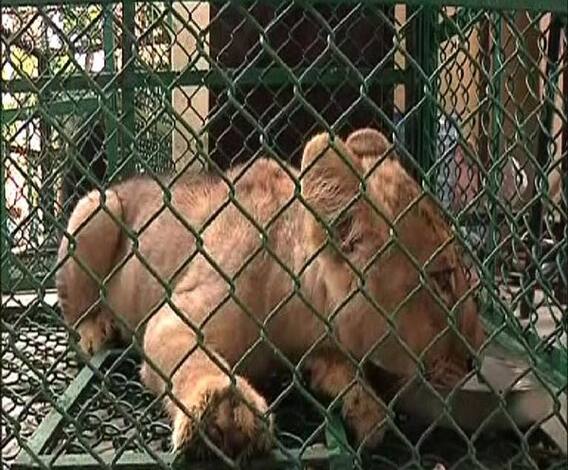 বেলঘরিয়া এক্সপ্রেসওয়ে থেকে উদ্ধার সিংহ শাবক ও ৩টি বিরল প্রজাতির বানর, গ্রেফতার আন্তর্জাতিক পশু পাচার চক্রের দুই পান্ডা সহ ৩
