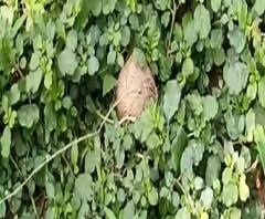 বালিঘাটের তোলা আদায়কে কেন্দ্র করে উত্তপ্ত সিউড়ি, দফায় দফায় বোমাবাজি