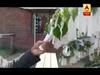 इंटरनेशनल कोर्ट के अहाते में मौजूद 'Peace Wish Tree' के बारे में जानिए