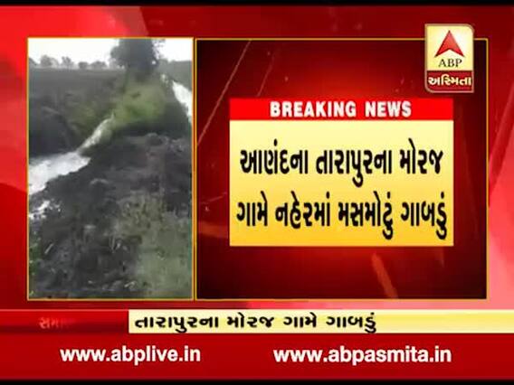 આણંદના તારાપુરના મોરજ ગામ પાસે નહેરમાં પડ્યું મોટું ગાબડું, જુઓ વીડિયો 