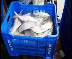 দিঘায় ঢুকল ৮ টন ইলিশ-ভর্তি ট্রলার, দাম কমার আশায় আম বাঙালি