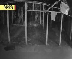 দেগঙ্গায় ডাকাতির ছক বানচাল, সিসি ক্যামেরার সূত্র ধরে পাড়কাও ৩