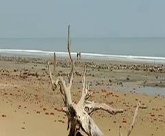 Reporter Stories: শঙ্করপুরে সমুদ্রবাঁধ ভেঙে যাওয়ায় জল ঢুকছে পার্শ্ববর্তী এলাকায়, ভাঙছে গাছ, ক্ষতিগ্রস্ত গ্রাম