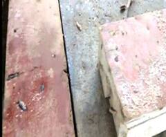 Reporter Stories: সিঙ্গুরে চোর সন্দেহে গণপিটুনি, মৃত্যু ঠিকা শ্রমিকের, আটক ৭ 