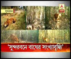 সুন্দরবনে বেড়েছে বাঘের সংখ্যা, জানাল ন্যাশনাল টাইগার কনজার্ভেশন অথরিটি