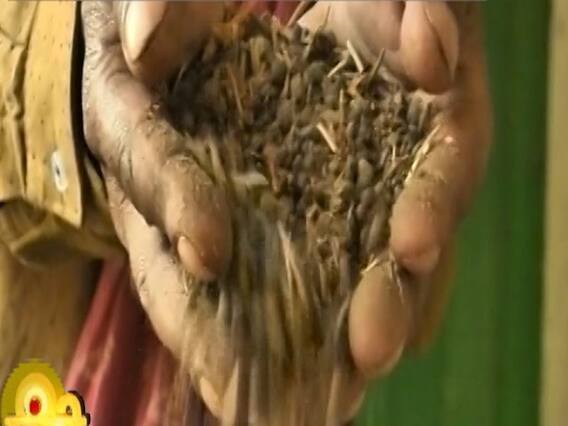 Agony Of Pulse Farmers In Bihar's Mokama Raises Question On Nitish Govt| Ghanti Bajao Full