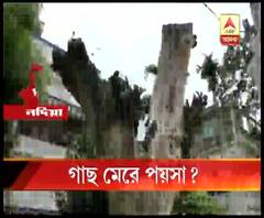 কল্যাণীর সেন্ট্রাল পার্কে এক বছরে ৩০টি গাছের মৃত্যু, বিষপ্রয়োগে গাছ মেরে ফেলে বিক্রি করে দেওয়ার অভিযোগ পরিবেশবিদদের