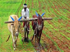 બજેટ 2019 : ખેતી ક્ષેત્રમાં કેન્દ્રીય નાણામંત્રીએ શું કરી મોટી જાહેરાત? જુઓ વીડિયો