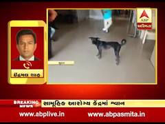 સુરત: કામરેજના સામૂહિક આરોગ્ય કેંદ્રમાં રખડતા શ્વાનનો આતંક, જુઓ વીડિયો 