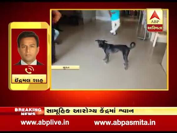 સુરત: કામરેજના સામૂહિક આરોગ્ય કેંદ્રમાં રખડતા શ્વાનનો આતંક, જુઓ વીડિયો 