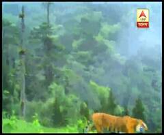 উত্তর সিকিমের দুর্গম পাহাড়ি এলাকা, ঘন জঙ্গল, সেখানেই হেলে দুলে চলেছেন রয়্যাল বেঙ্গল টাইগার 