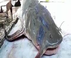 তিস্তা নদী থেকে ধরা পড়ল প্রায় ১০০ কেজি ওজনের একটি আঁড় মাছ, দর উঠল ৬০০ টাকা কেজি