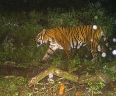 উত্তর সিকিমে দেখা মিলল রয়্যাল বেঙ্গল টাইগারের, উৎসাহিত বণবিভাগ