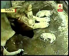 ২৭ বছর পর চিড়িয়াখানায় জন্ম নিল তিনটি সিংহ শাবক, চলছে ২৪ ঘণ্টা সিসিটিভি মনিটরিং, তিনমাসের মধ্যে জনসমক্ষে আনা হতে পারে