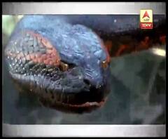 অ্যামাজনের অ্যানাকোন্ডা এবার আলিপুর চিড়িখানায়, সঙ্গে সাদা বাঘ ও লেপার্ডের প্রদর্শনও শুরু হল সোমবার থেকে