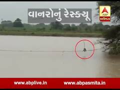 વડોદરા: વણીયાદ ગામે તલાવડી વચ્ચે ઝાડ પર ફસાયેલા ચાર વાનરોનું દ્વારા કરાયુ રેસ્ક્યૂ, જુઓ વીડિયો 