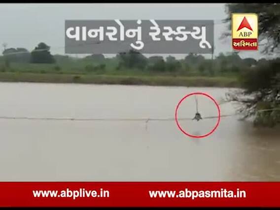 વડોદરા: વણીયાદ ગામે તલાવડી વચ્ચે ઝાડ પર ફસાયેલા ચાર વાનરોનું દ્વારા કરાયુ રેસ્ક્યૂ, જુઓ વીડિયો 
