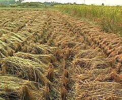 সিঙ্গুর নিয়ে স্বীকারোক্তির পর বিরোধী নিশানায় মুখ্যমন্ত্রী