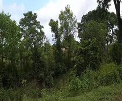 Reporter Stories: গোয়ালতোড়ে বৃদ্ধকে আছড়ে মারল হাতি